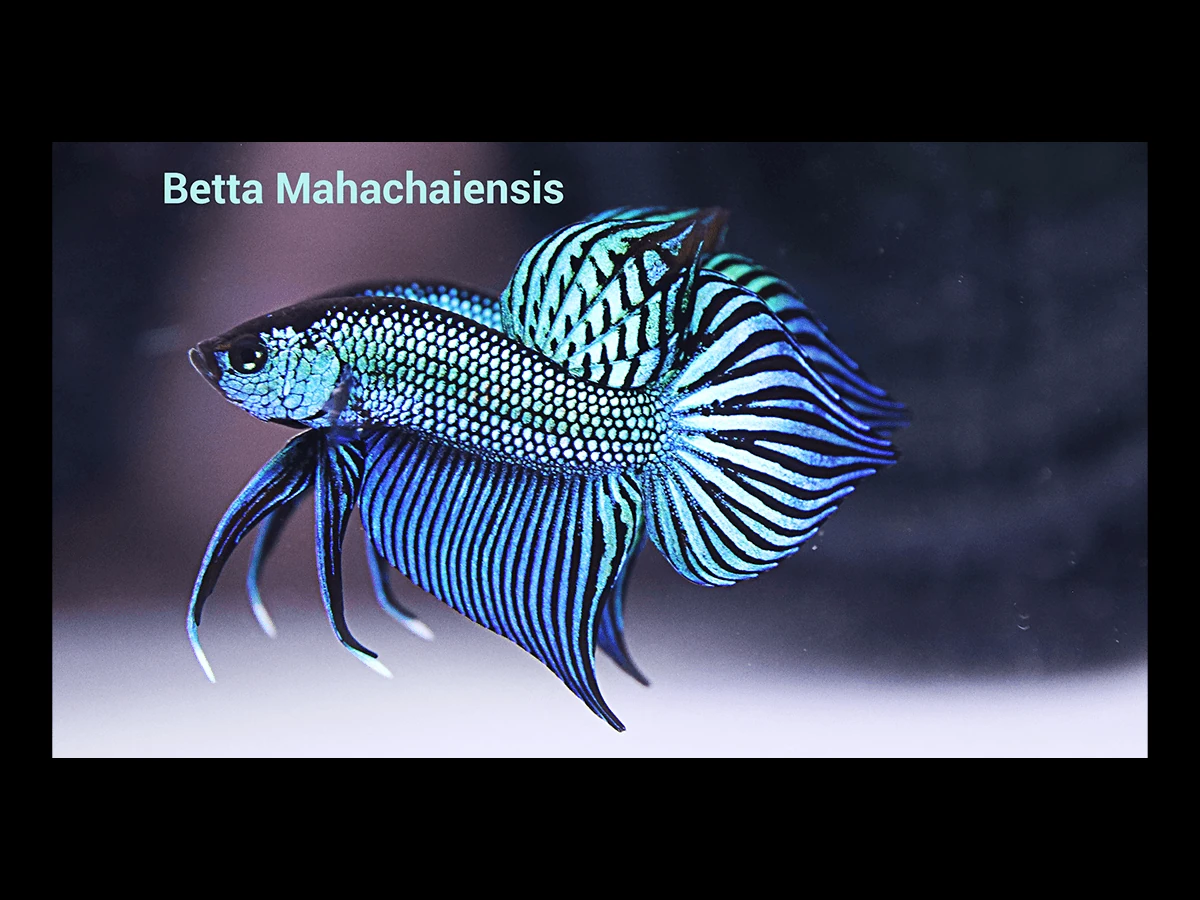 Mahachai Betta Wild Type Pathum Thani